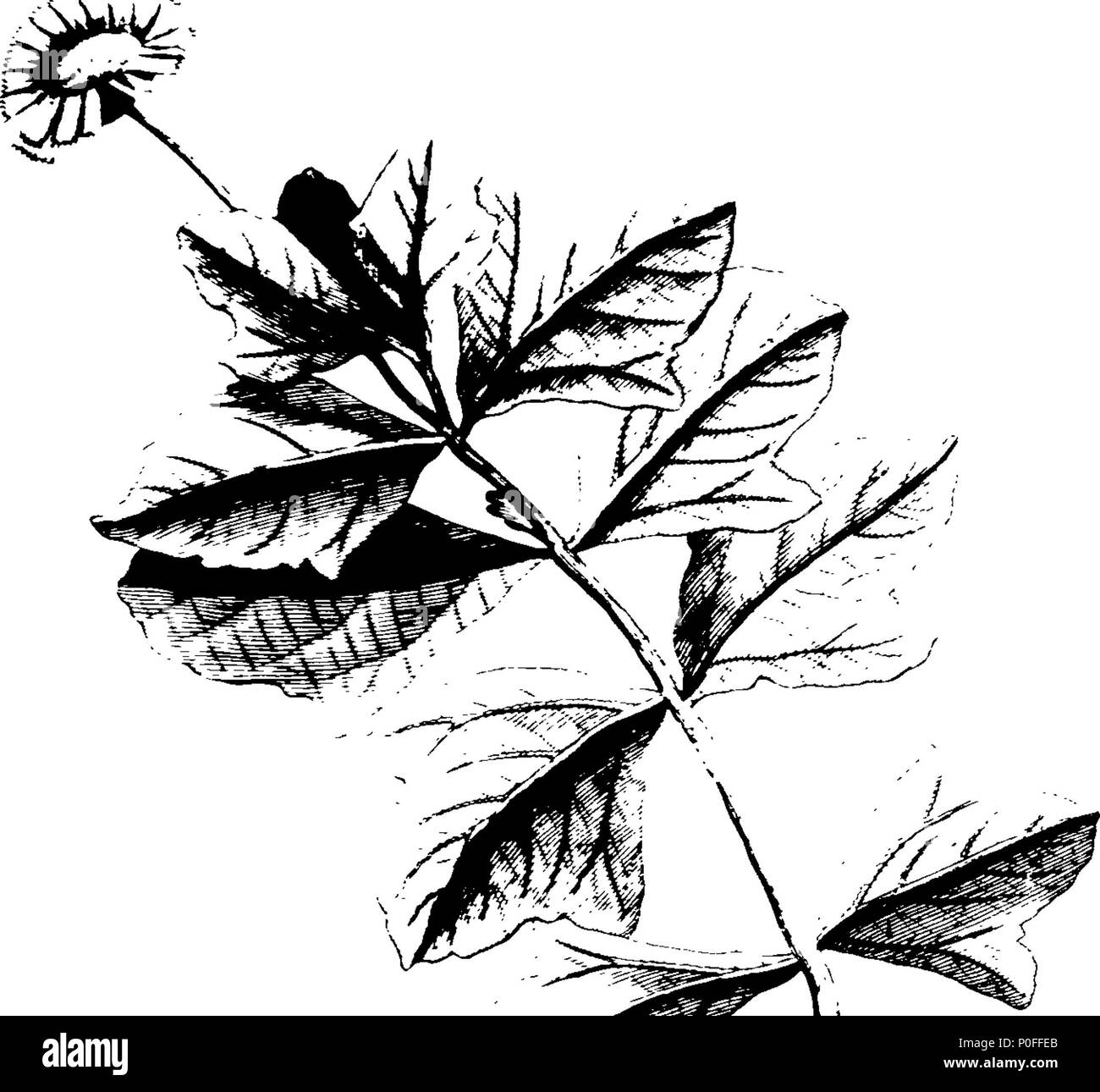 . Inglese: Fleuron dal libro: un viaggio alle isole di Madera, Barbados, Nieves, S. Christophers e Giamaica con la storia naturale di erbe aromatiche e alberi, Four-Footed bestie, pesci, uccelli, insetti, rettili, &c. dell'ultimo di tali isole; che è prefisso fosse di un introduzione, in cui è un account degli abitanti, aria, acque, malattie, commercio, &c. di quel luogo, con alcune relazioni riguardanti la vicina continente e nelle isole dell'America. Illustrato con le figure delle cose describ'd, che finora non sono stati incisi; in grandi Copper-Plates grande come la vita. Da H Foto Stock