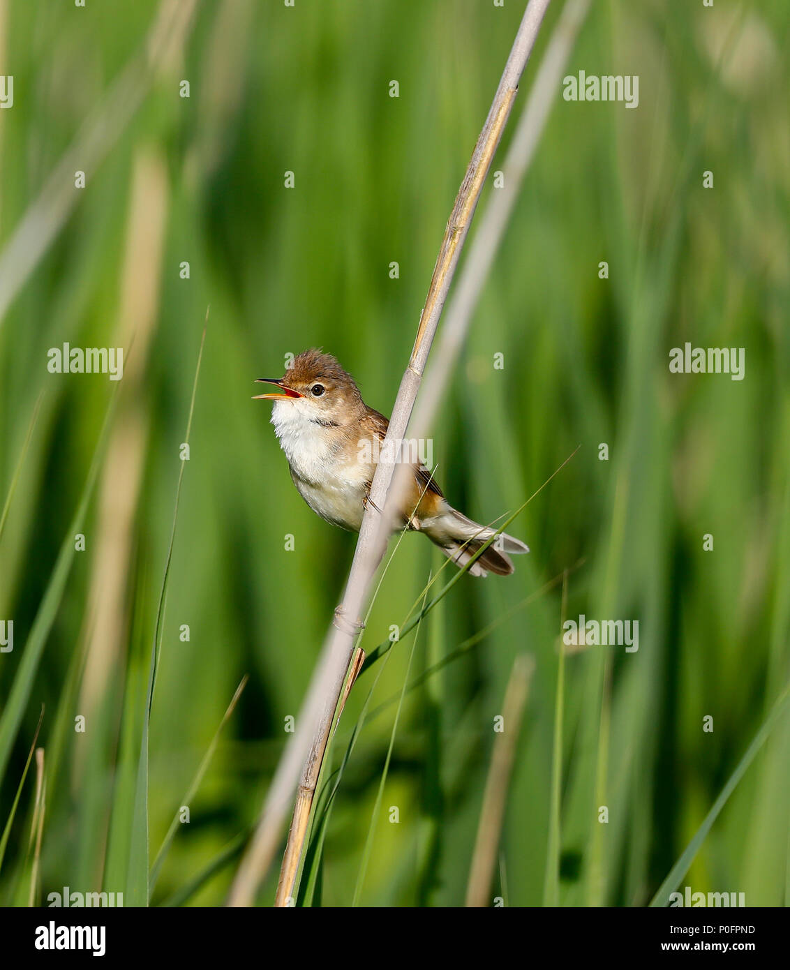 Trillo Reed (Acrocephalus scirpaceus) Foto Stock