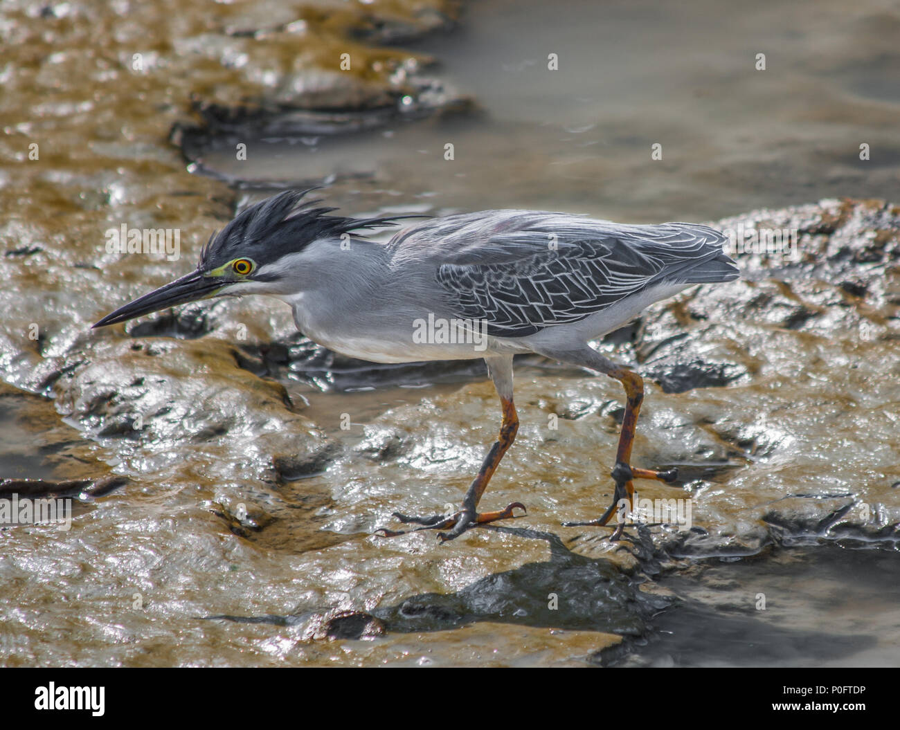 Isola di Penang, Malesia - l'isola offre un incredibile varietà di flora e fauna. Durante la bassa marea si possono individuare numerosi aironi e bloccate mudskippers Foto Stock