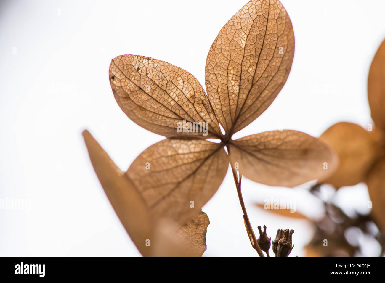 Un fiore di ortensie si decompone in autunno. Foto Stock