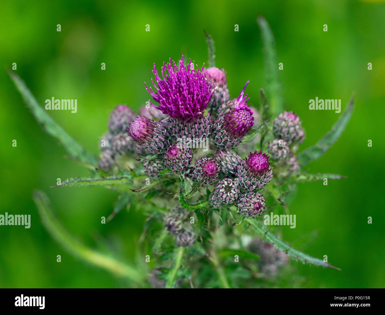 Marsh thistle Cirsium palustre in fiore Foto Stock