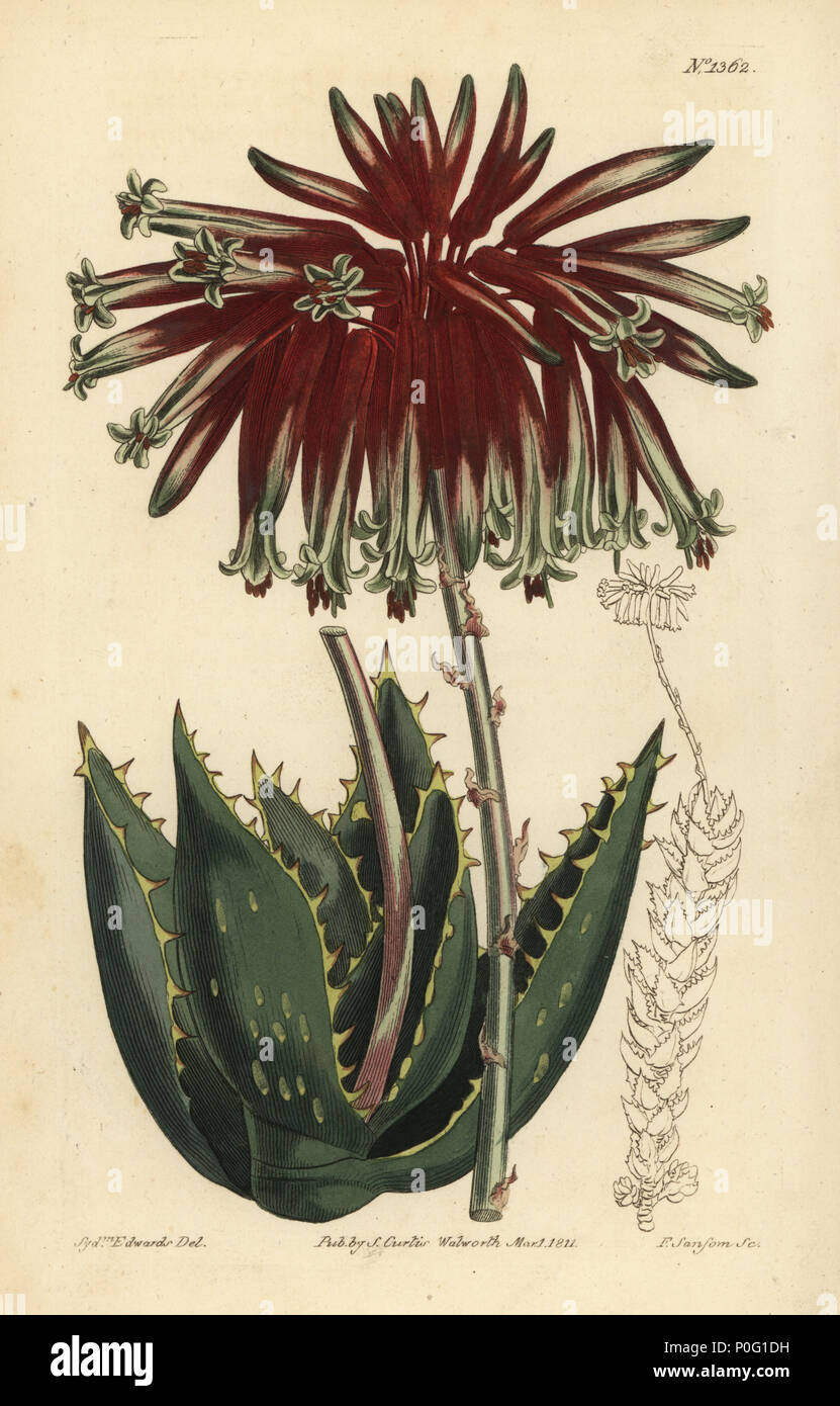 Macerie aloe o mitre aloe, Aloe perfoliata (almeno mitre aloe, Aloe mitraeformis brevifolia). Handcolored incisione su rame di F. Sansom dopo una illustrazione da Sydenham Edwards da William Curtis' la rivista botanica, Londra, 1811. Foto Stock