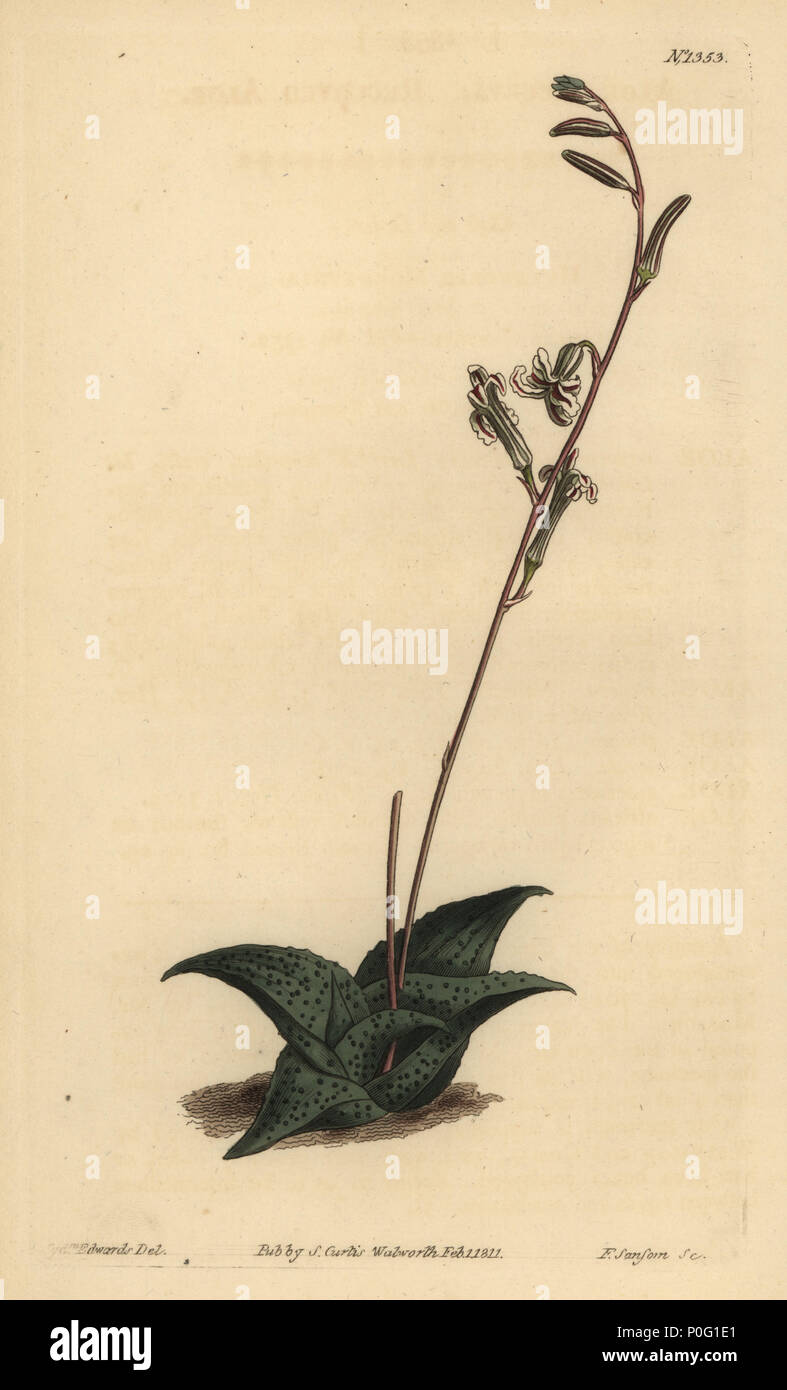 "Haworthia" venosa (Recurved aloe, Aloe recurva). Handcolored incisione su rame di F. Sansom dopo una illustrazione da Sydenham Edwards da William Curtis' la rivista botanica, Londra, 1811. Foto Stock