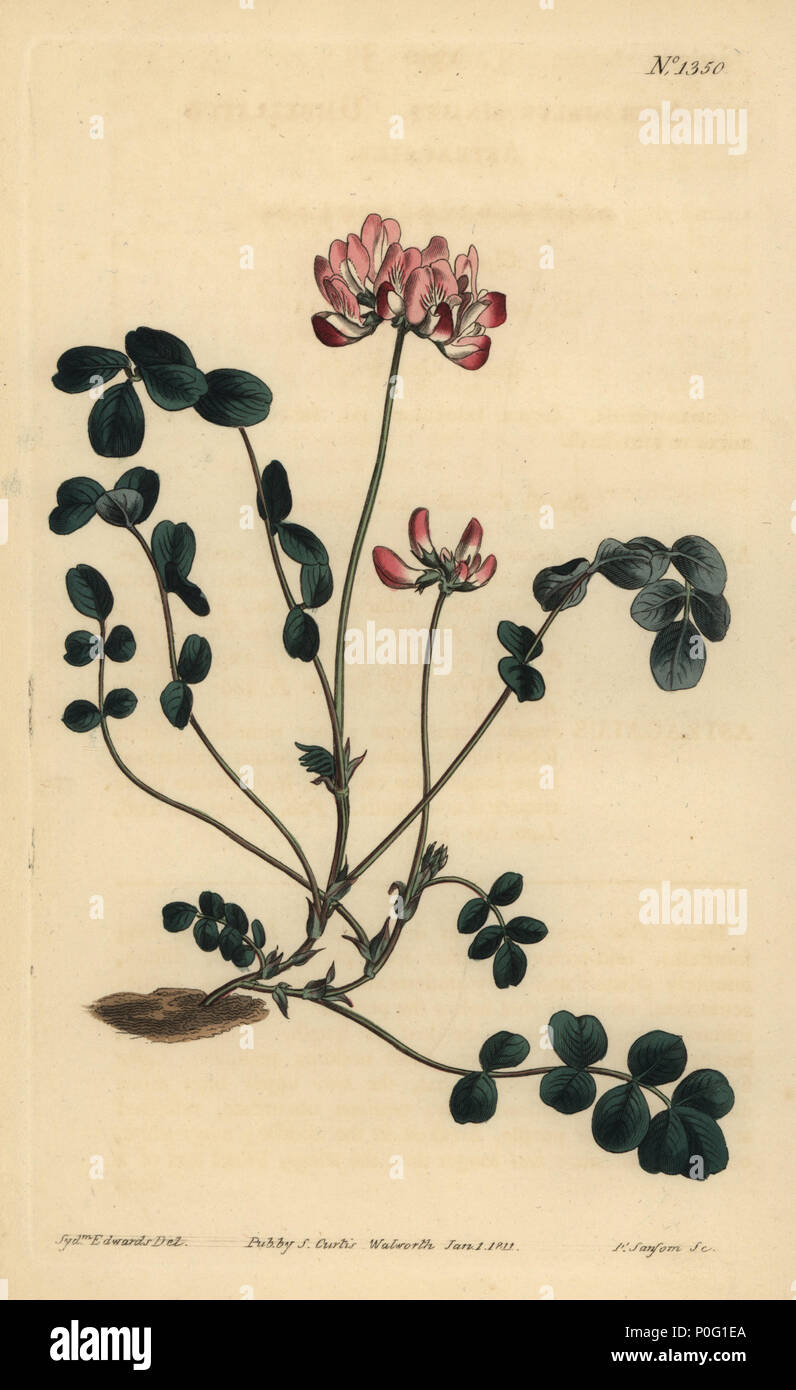 Cinese o milkvetch Umbellated astragalo, Astragalo sinicus. Handcolored incisione su rame di F. Sansom dopo una illustrazione da Sydenham Edwards da William Curtis' la rivista botanica, Londra, 1811. Foto Stock