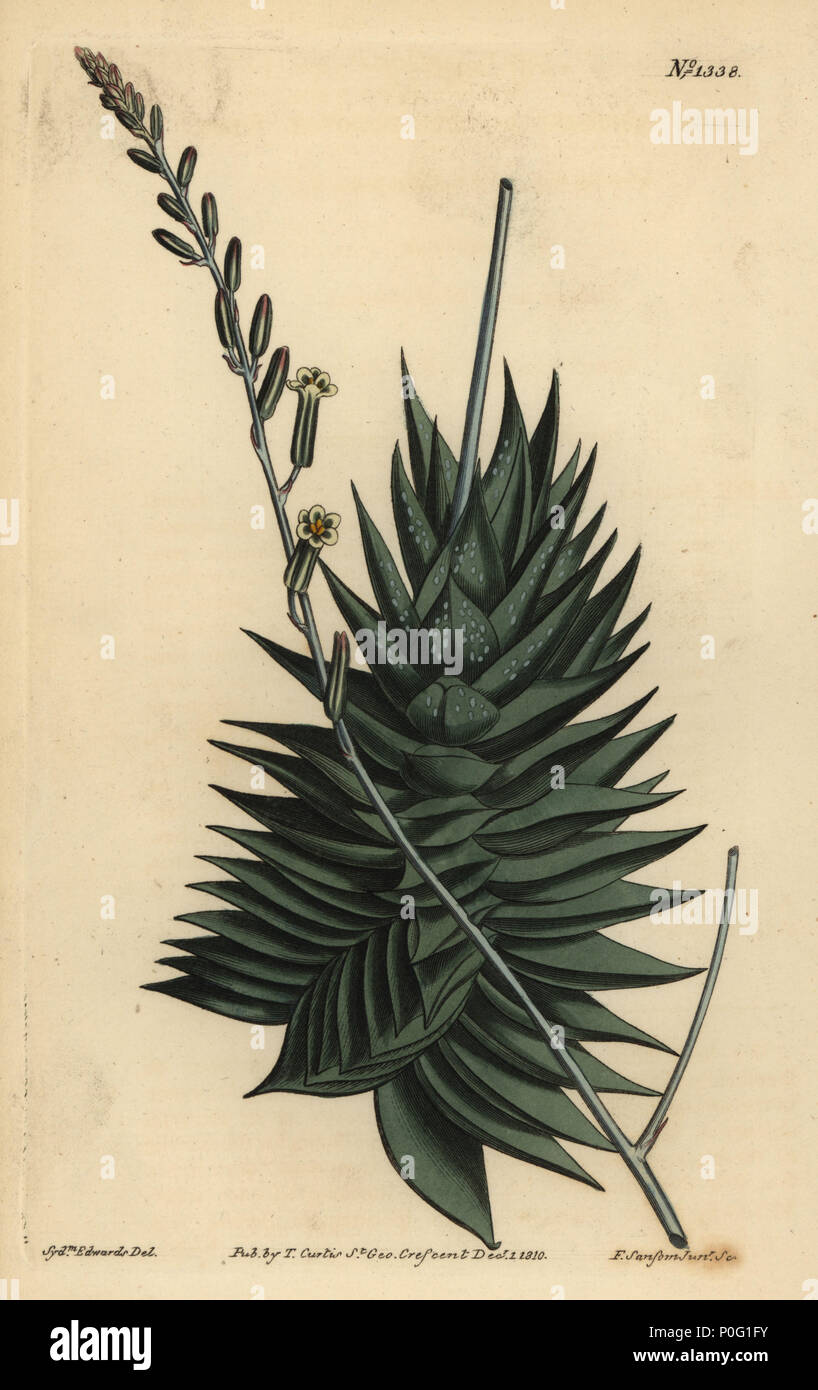 Astroloba spiralis (pentagonale aloe, Aloe pentagona). Handcolored incisione su rame di F. Sansom dopo una illustrazione da Sydenham Edwards da William Curtis' la rivista botanica, Londra, 1810. Foto Stock