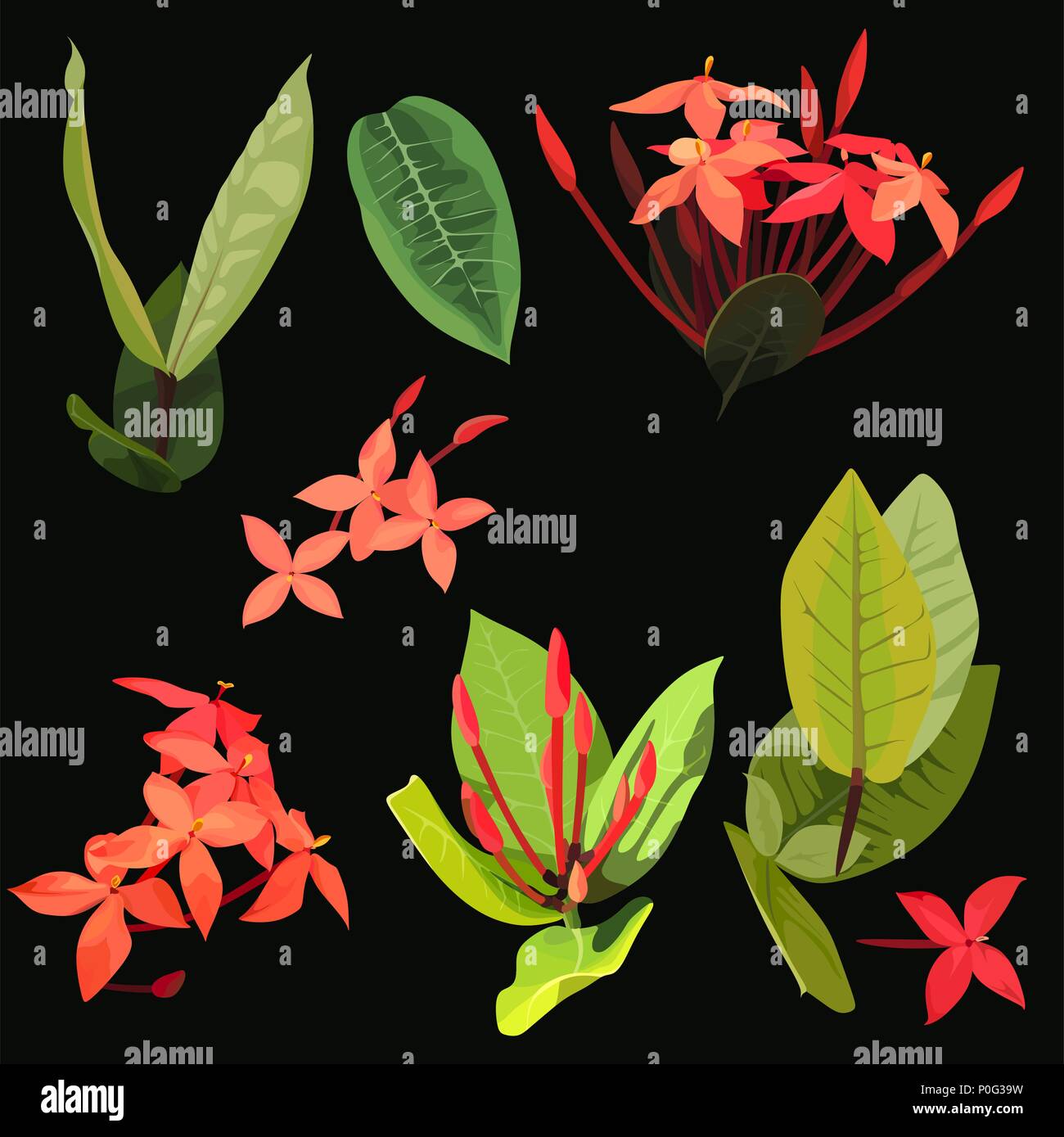 Ixora fiori tropicali clipart set di 9 elementi di impianto Illustrazione Vettoriale
