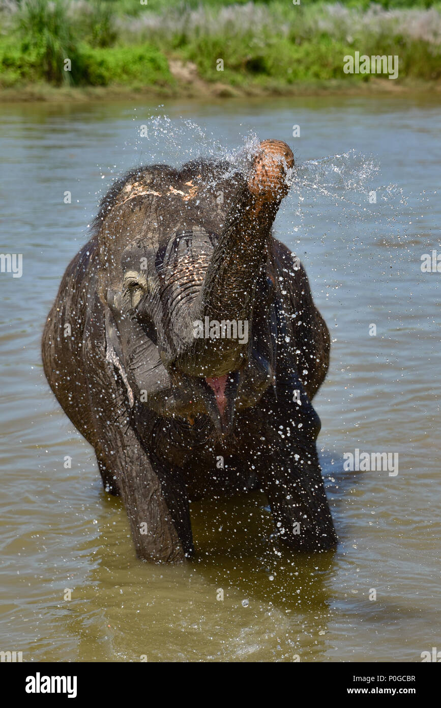 Bagno di elefante nel fiume nel parco nazionale di Chiwan, Nepal Foto Stock