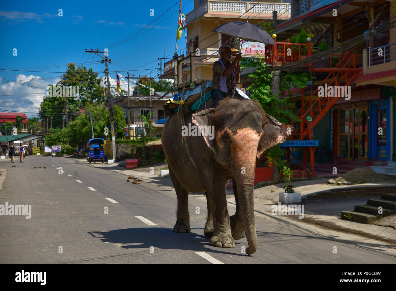Un uomo che cavalcano un elefante sulla strada a Chitwan, Nepal Foto Stock