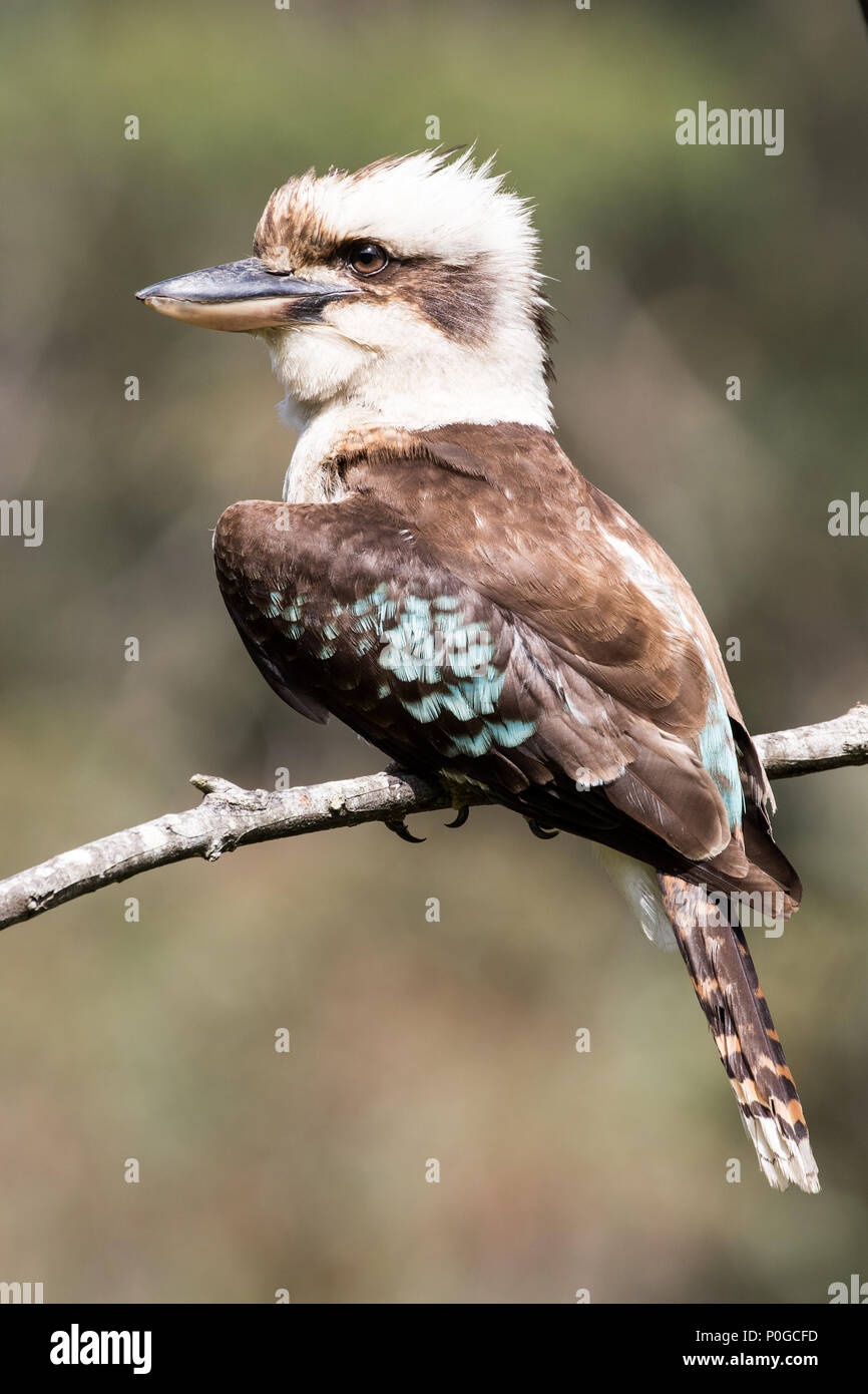 Kookaburra Foto Stock