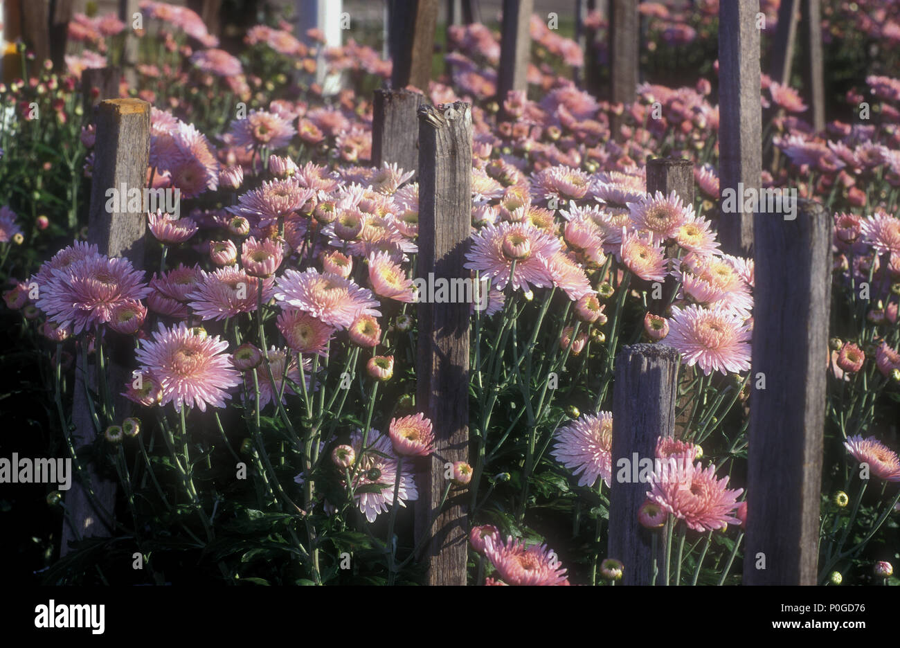 CHRISANTEMI ROSI SOSTENUTI DA PALI DI LEGNO DA GIARDINO, NUOVO GALLA DEL SUD, AUSTRALIA Foto Stock