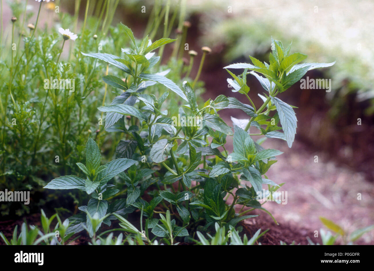 Menta verde (MENTHA SPICATA SYN MENTHA viridis) cresce in giardino di erbe aromatiche, AUSTRALIA Foto Stock