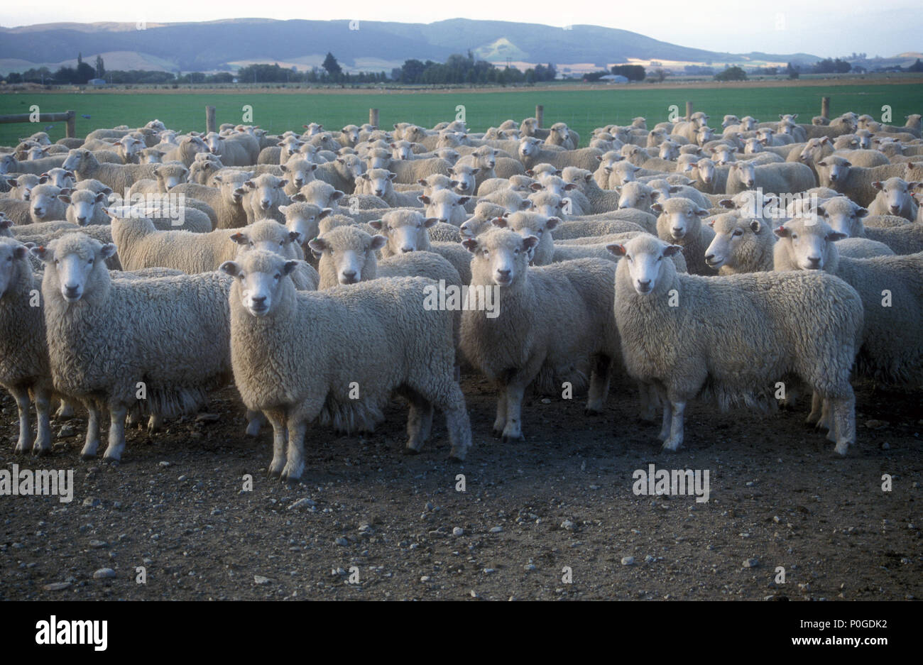 MANDRIA DI OVINI, NUOVA ZELANDA. Foto Stock