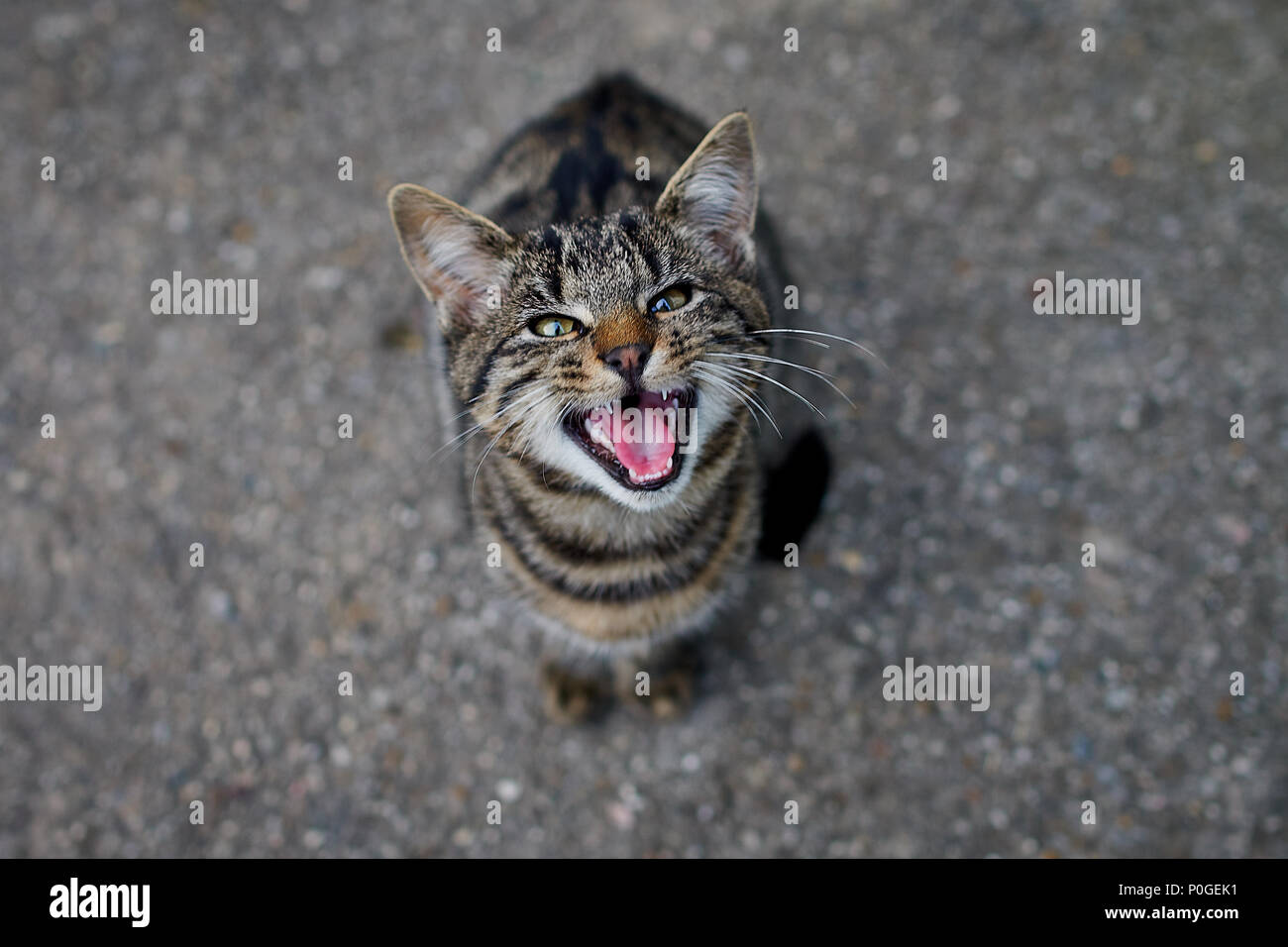 Il mio gatto è meowing, vuole qualcosa da mangiare Foto Stock