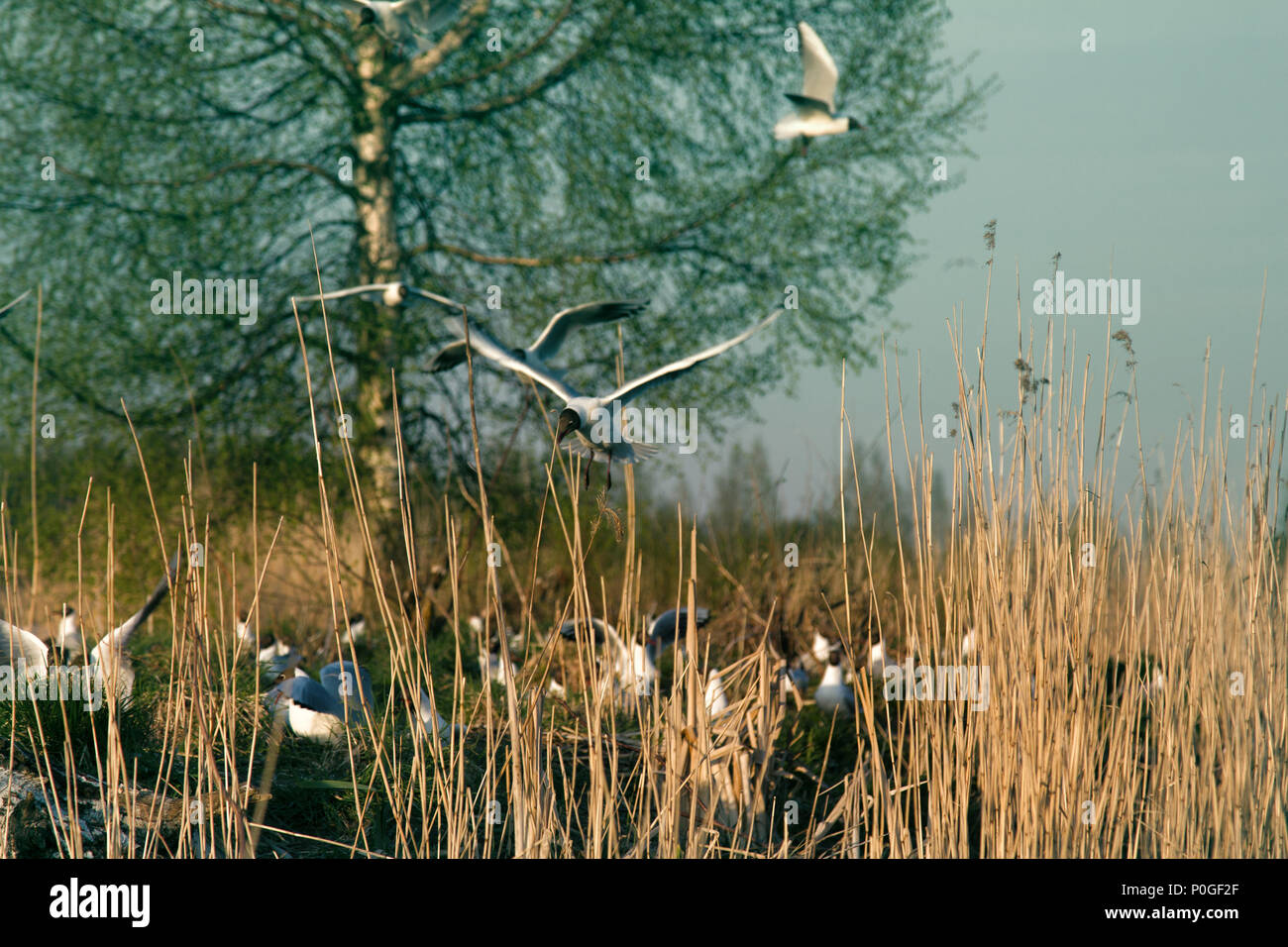 A testa nera gabbiani formati colonia che ha costruito i nidi e le uova. Risveglio di primavera. La nidificazione inquieta la vita degli uccelli Foto Stock