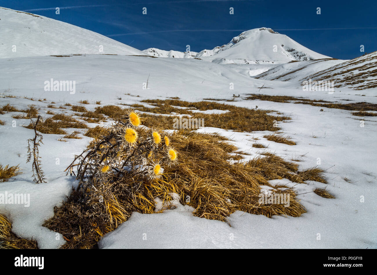 Il cardo selvatico nel paesaggio innevato Foto Stock