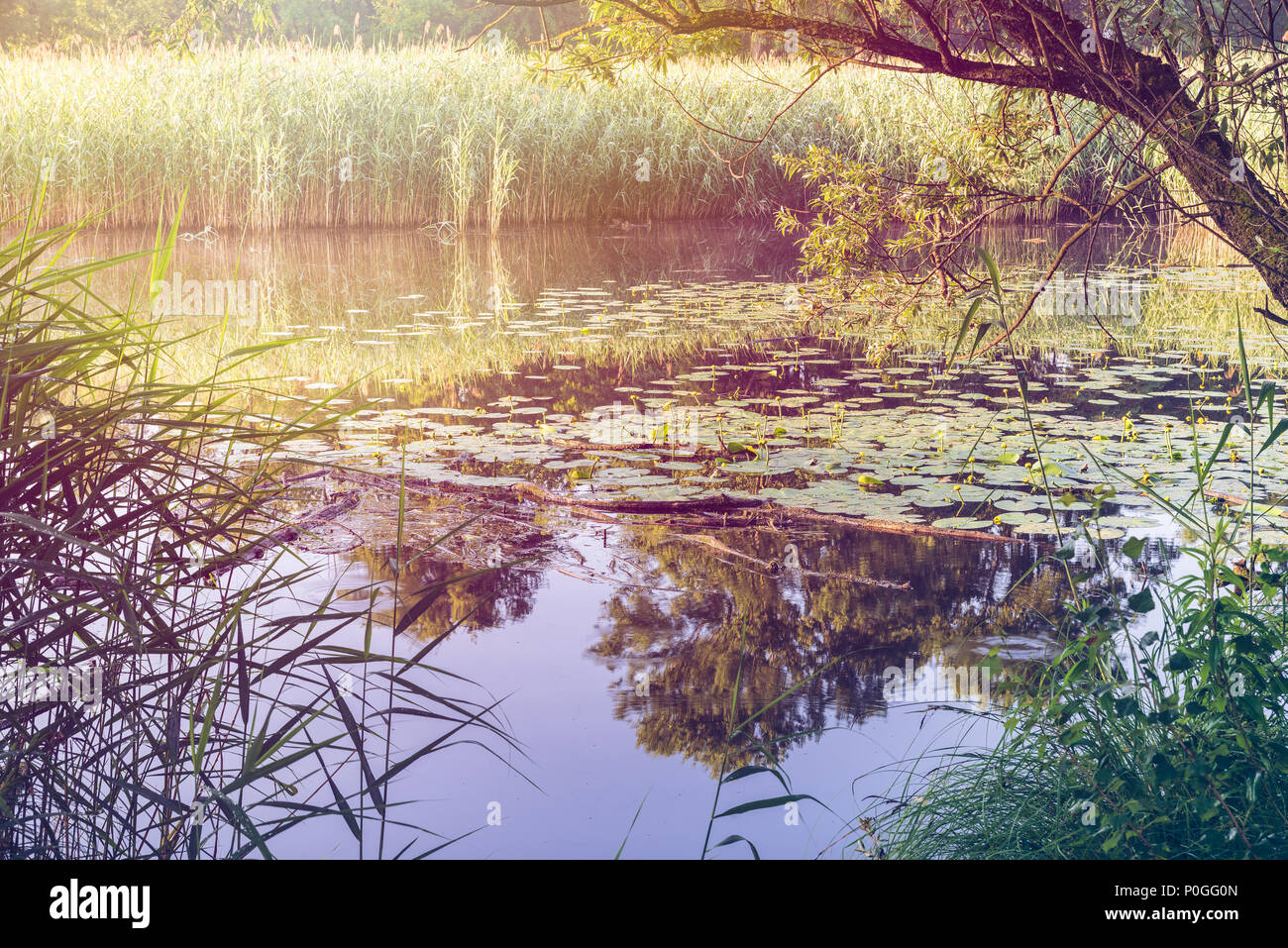 Tipica zona umida europea e area palustre (Italia settentrionale) con acqua, water lilies (Nuphar lutea, famiglia nymphaeaceae) e canneti, Phragmites australis Foto Stock