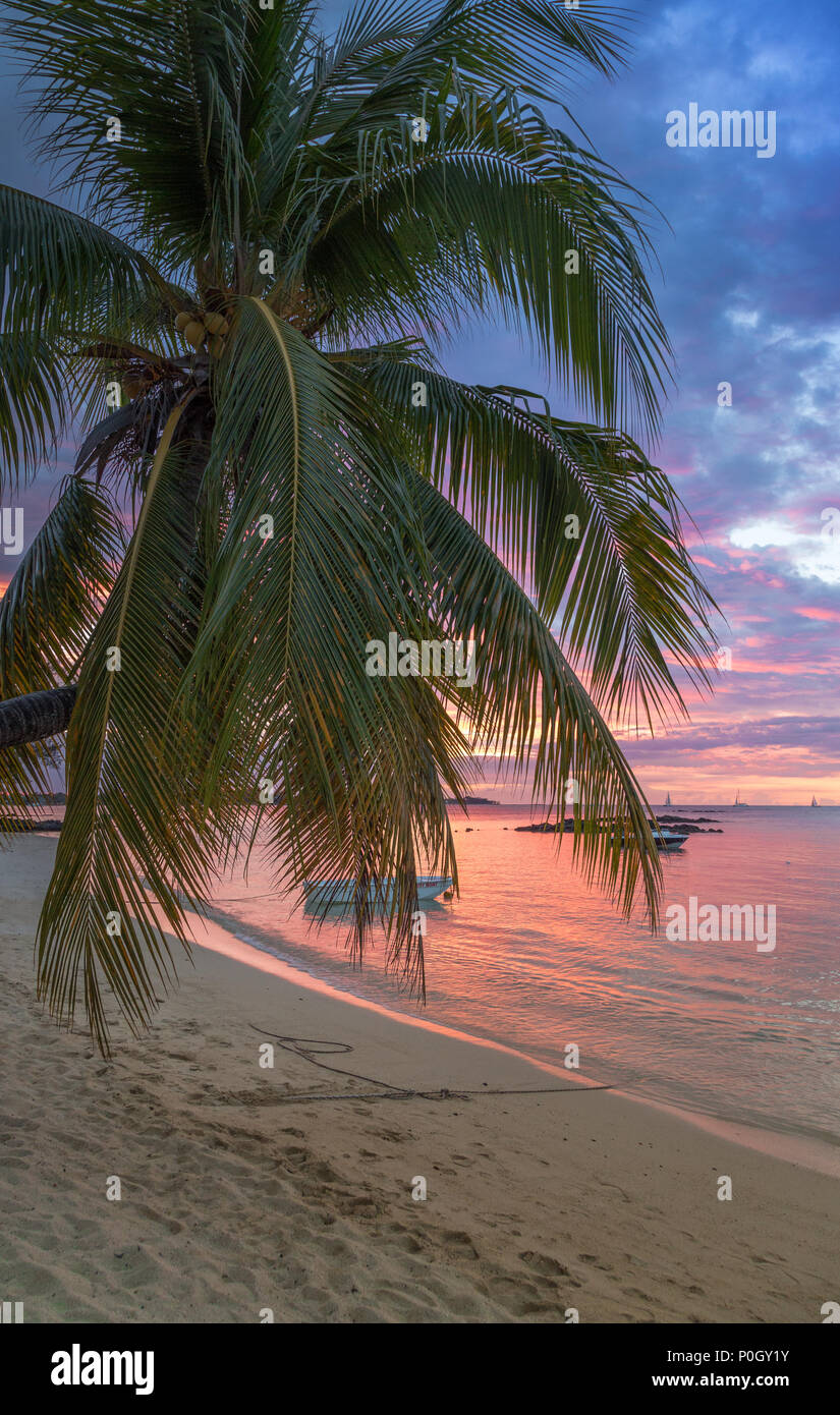 Un tramonto in paradiso. Palm sulla spiaggia nelle luci del tramonto. Maurizio Foto Stock