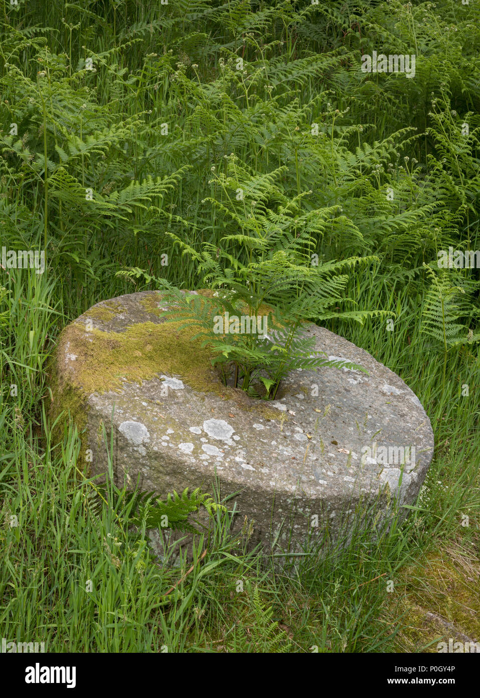 Bracken crescente in ed intorno a macine giacente sul terreno in bolo Hill cava, abbandonato dopo il crollo del mercato Foto Stock