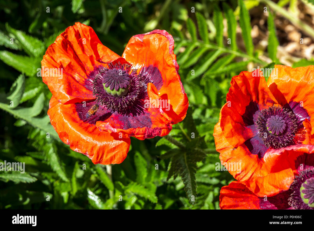 Comune di bee su orange Colore rosso papavero in piena fioritura; Papaveroideae; Papaveraceae; Salida; Colorado; USA Foto Stock