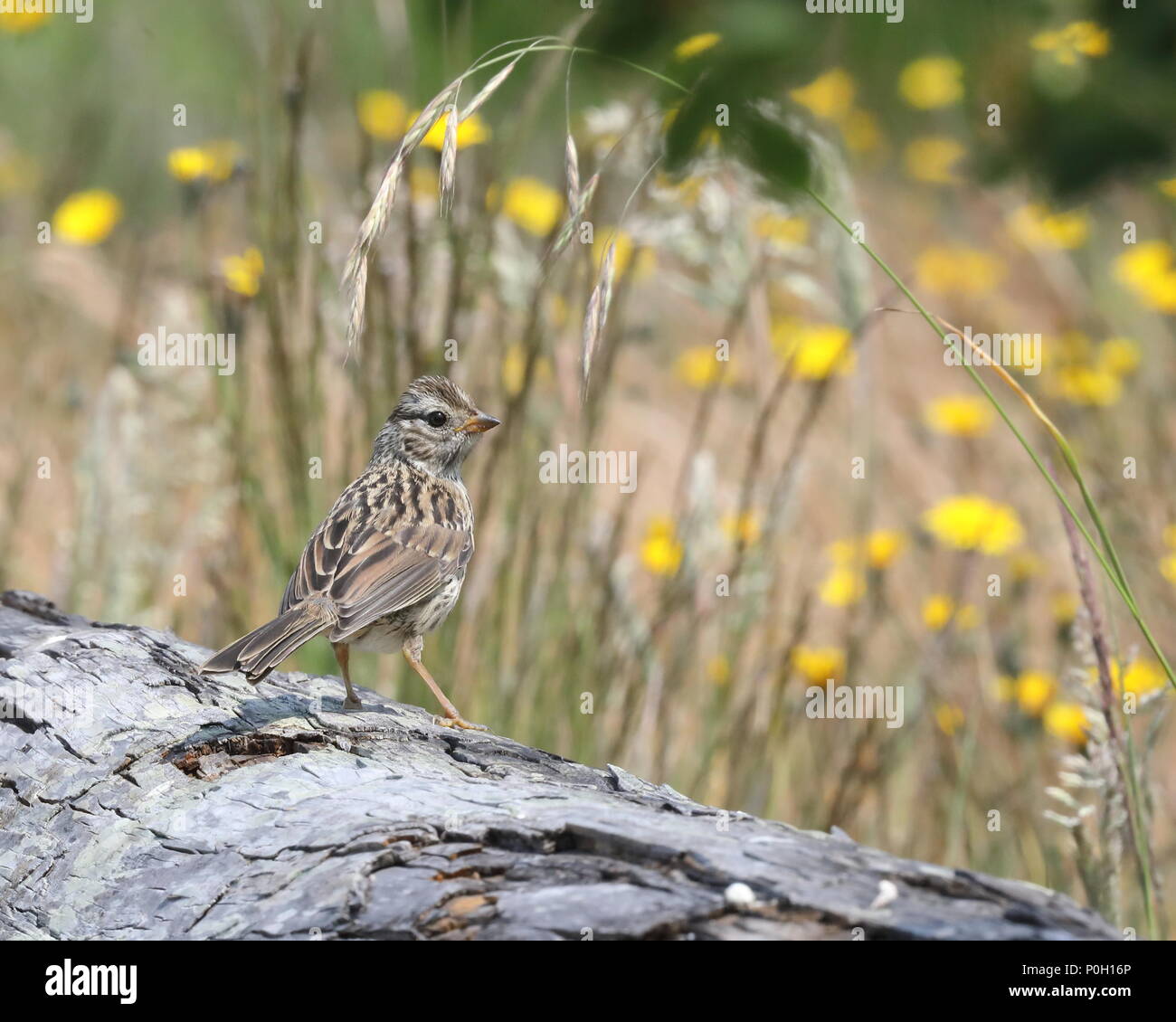 Bianco-incoronato Sparrow pulcini Foto Stock