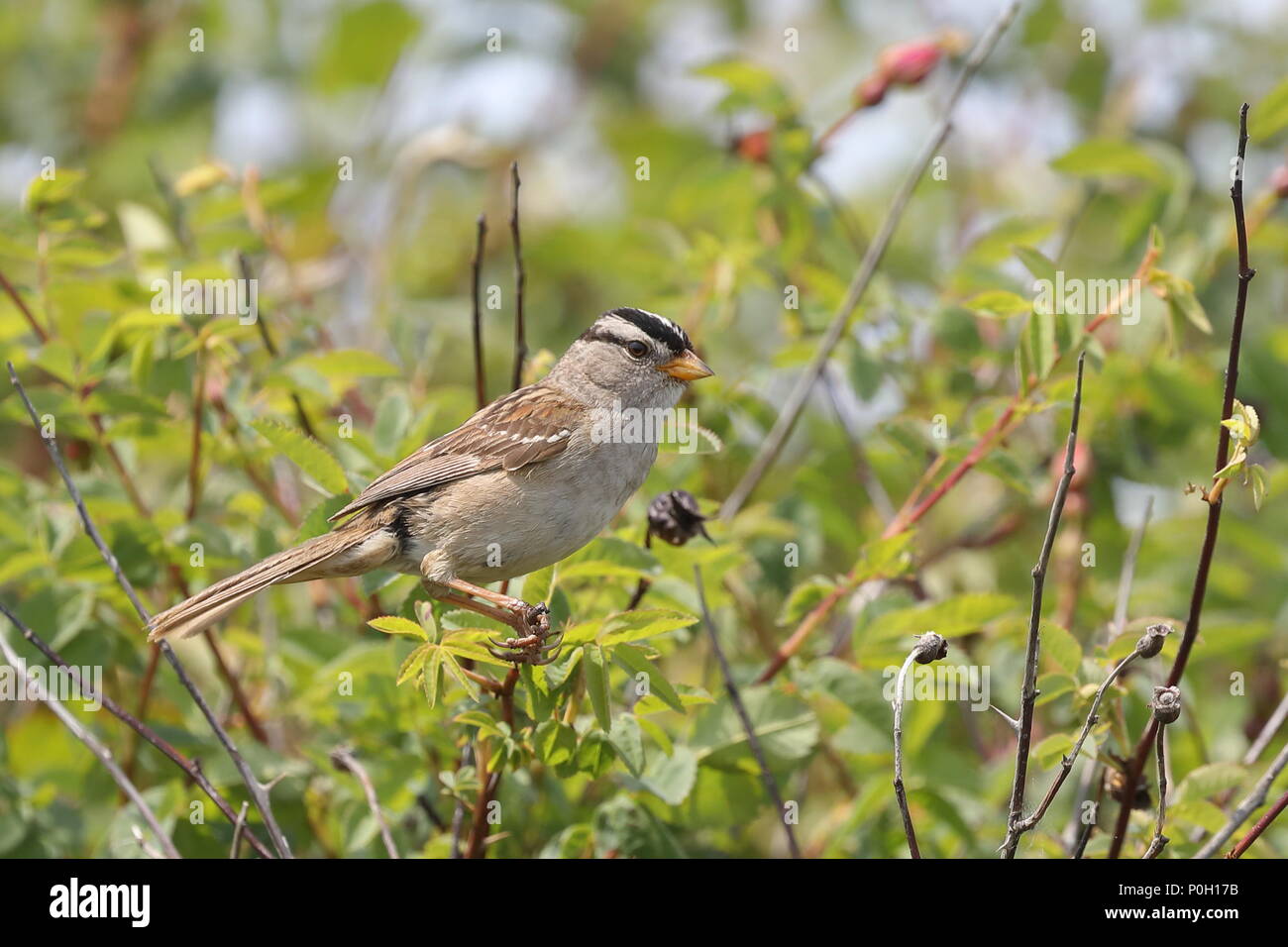 Bianco-incoronato Sparrow Foto Stock