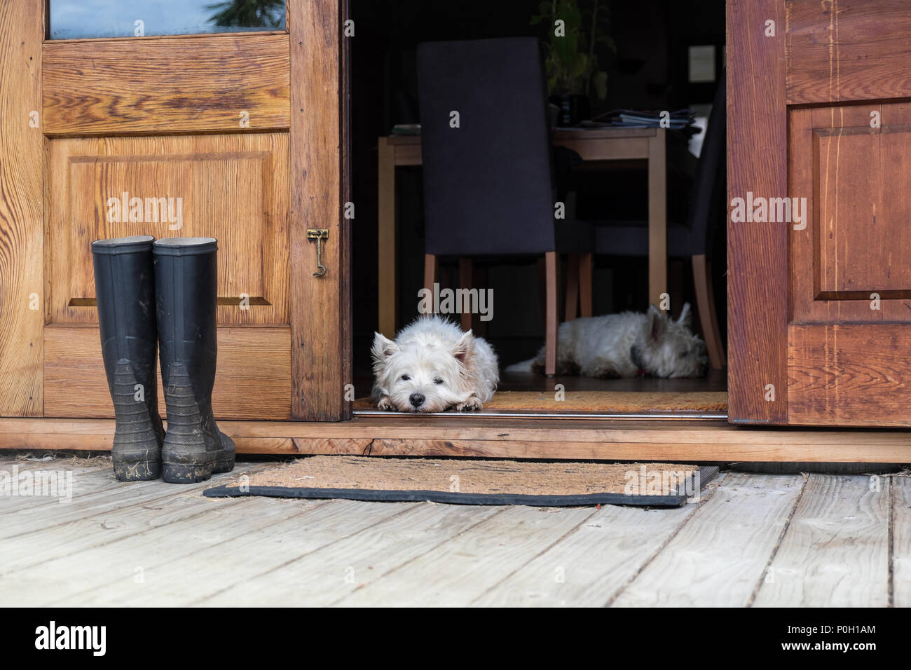 Due annoiati westies all'interno di un casale, posa sul pavimento da una porta a guardare all'esterno - orientamento orizzontale - fotografato in Nuova Zelanda, NZ Foto Stock