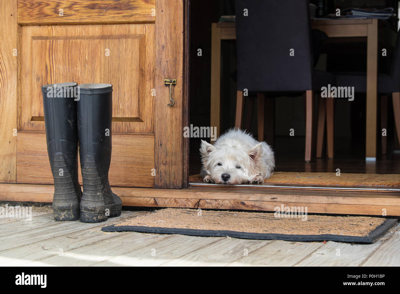 Senior West Highland White Terrier westie cane giacente sul tappetino cercando di aprire la porta dell'agriturismo - fotografato in Nuova Zelanda, NZ Foto Stock