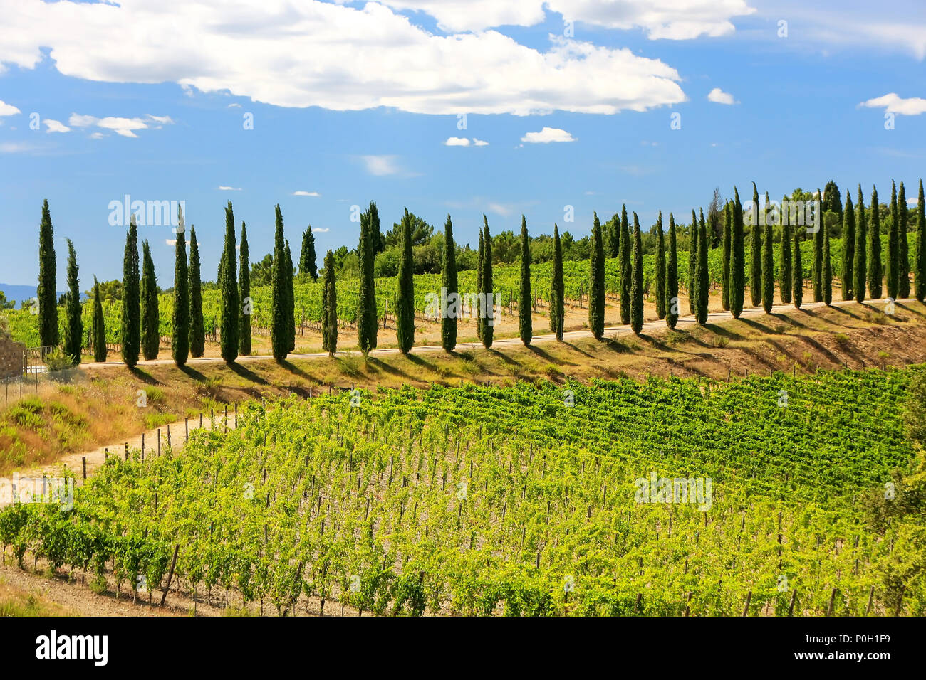 Vigneto con fila di cipressi in Val d'Orcia, Toscana, Italia. Nel 2004 la Val d'Orcia è stato aggiunto alla lista del Patrimonio Mondiale Foto Stock