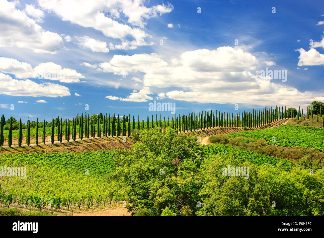 Vigneto con fila di cipressi in Val d'Orcia, Toscana, Italia. Nel 2004 la Val d'Orcia è stato aggiunto alla lista del Patrimonio Mondiale Foto Stock