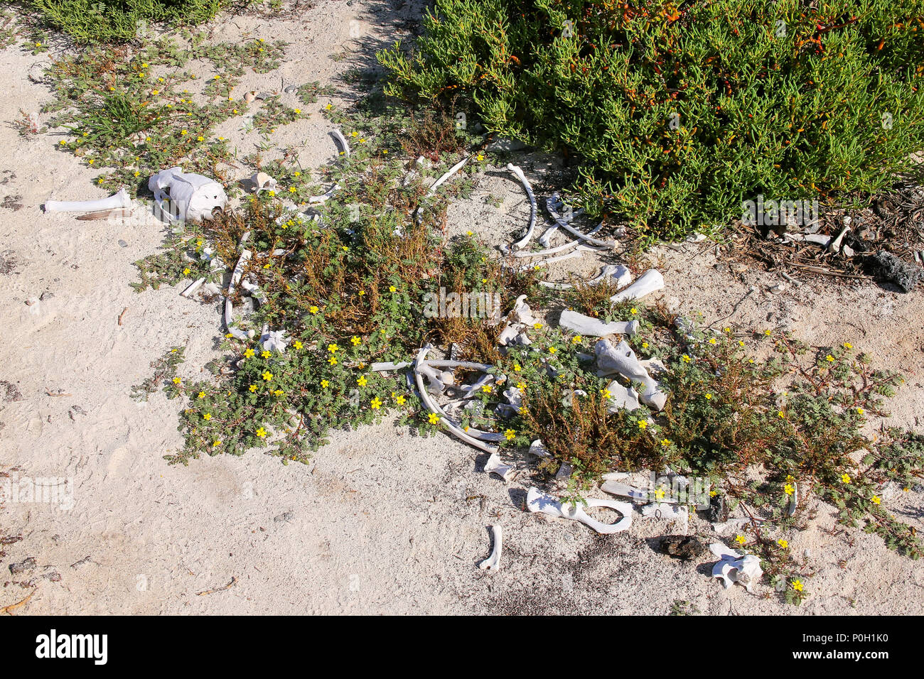 Lo scheletro di un leone di mare sul cappello cinese isola in Galapagos National Park, Ecuador. Foto Stock