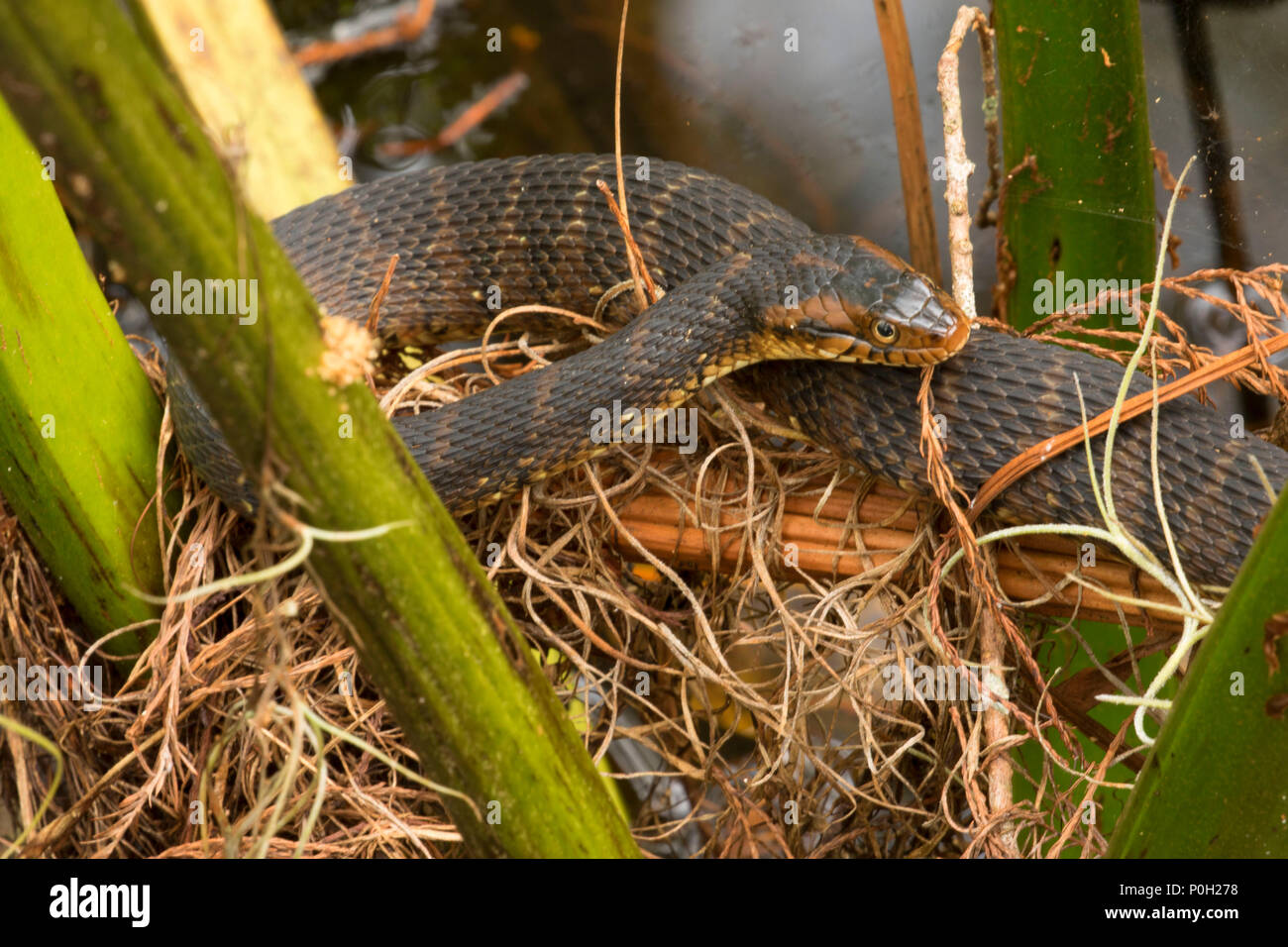 Florida acqua snake (Nerodia fasciata) lungo Cypress Boardwalk, Arthur R. Loxahatchee National Wildlife Refuge, Florida Foto Stock