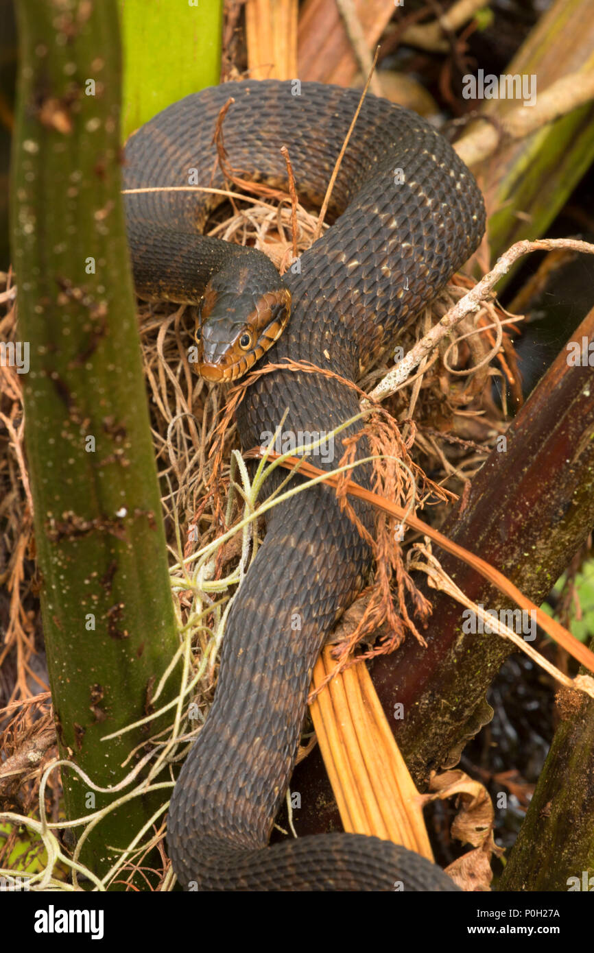 Florida acqua snake (Nerodia fasciata) lungo Cypress Boardwalk, Arthur R. Loxahatchee National Wildlife Refuge, Florida Foto Stock