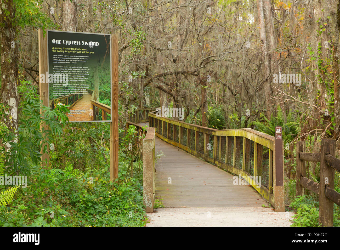 Cypress Boardwalk segnavia, Arthur R. Loxahatchee National Wildlife Refuge, Florida Foto Stock