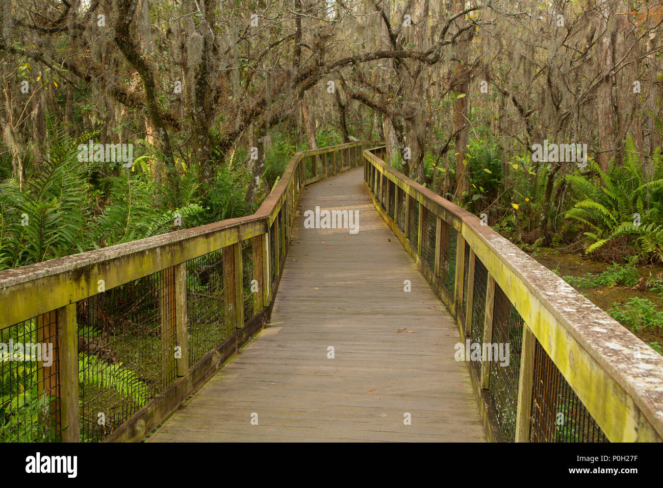 Cypress Boardwalk, Arthur R. Loxahatchee National Wildlife Refuge, Florida Foto Stock