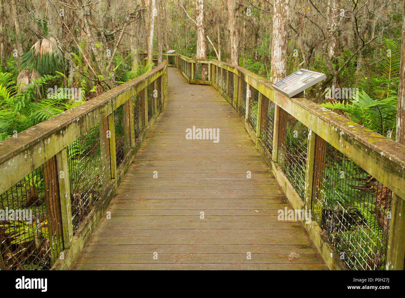 Cypress Boardwalk, Arthur R. Loxahatchee National Wildlife Refuge, Florida Foto Stock