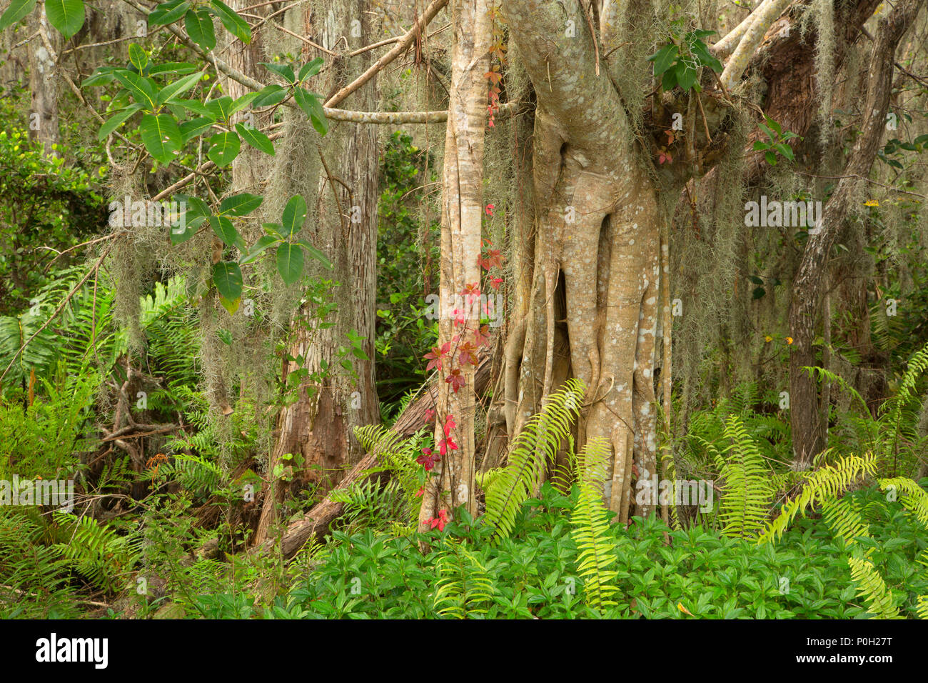 Foresta di felci lungo la passerella di cipressi, Arthur R. Loxahatchee National Wildlife Refuge, Florida Foto Stock