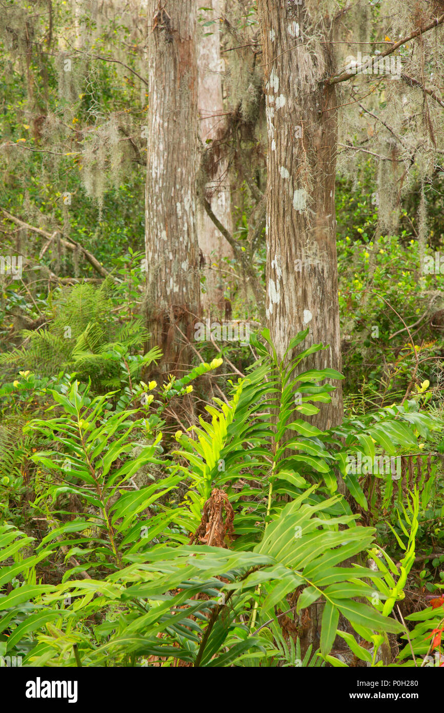 Foresta di felci lungo la passerella di cipressi, Arthur R. Loxahatchee National Wildlife Refuge, Florida Foto Stock