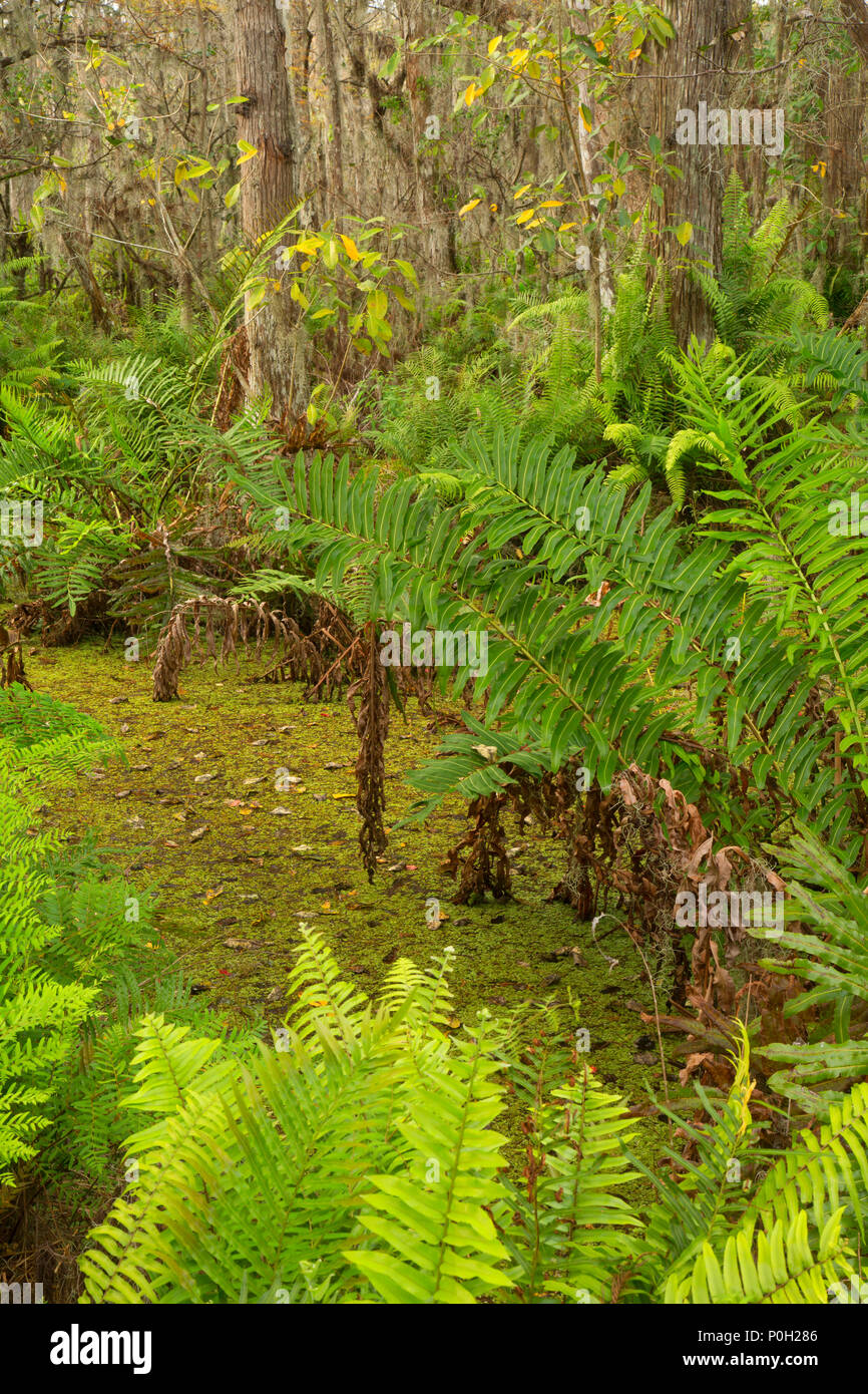 Foresta di felci lungo la passerella di cipressi, Arthur R. Loxahatchee National Wildlife Refuge, Florida Foto Stock