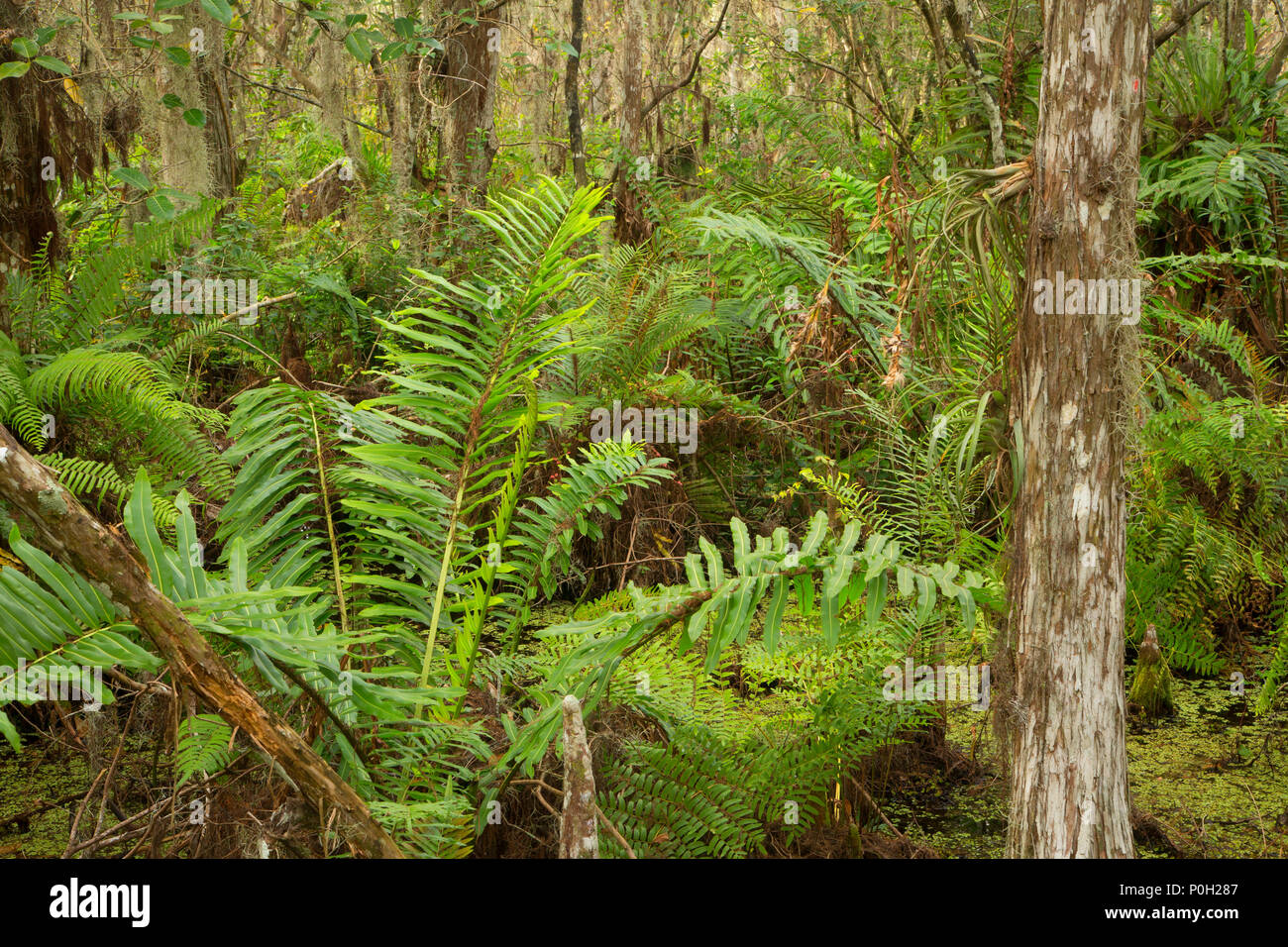 Foresta di felci lungo la passerella di cipressi, Arthur R. Loxahatchee National Wildlife Refuge, Florida Foto Stock