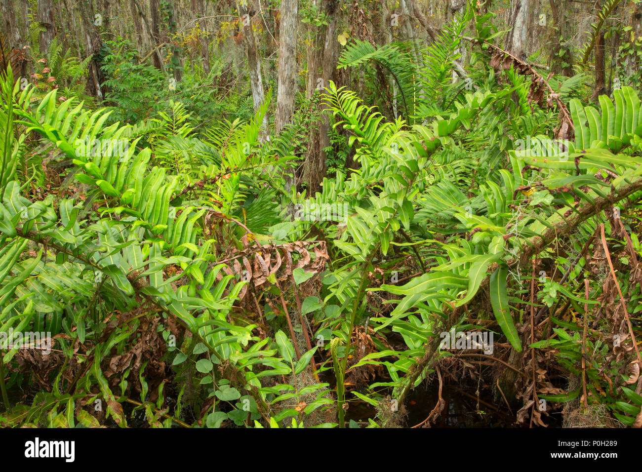 Foresta di felci lungo la passerella di cipressi, Arthur R. Loxahatchee National Wildlife Refuge, Florida Foto Stock