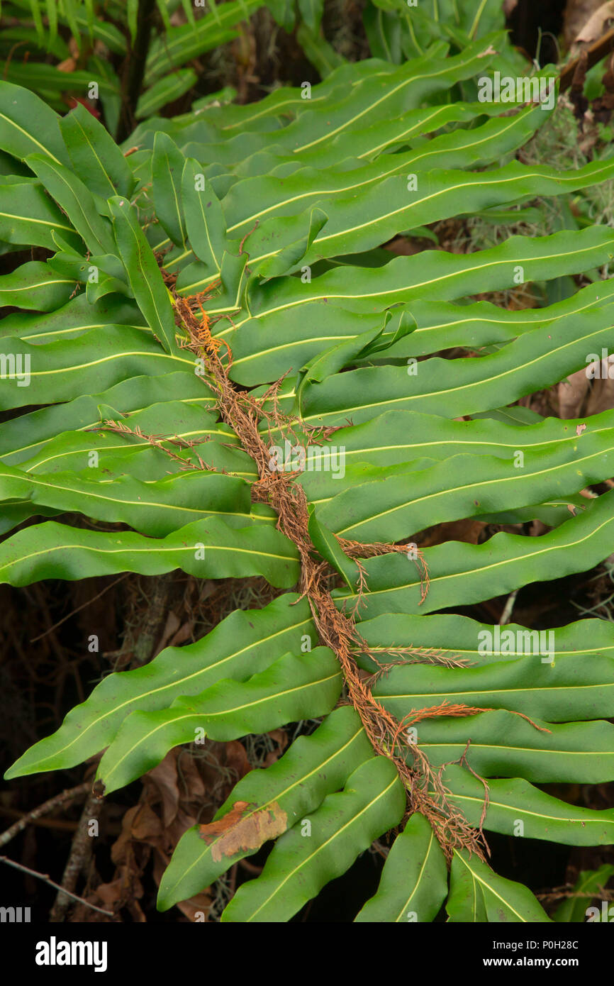 Felci lungo la passerella di cipressi, Arthur R. Loxahatchee National Wildlife Refuge, Florida Foto Stock