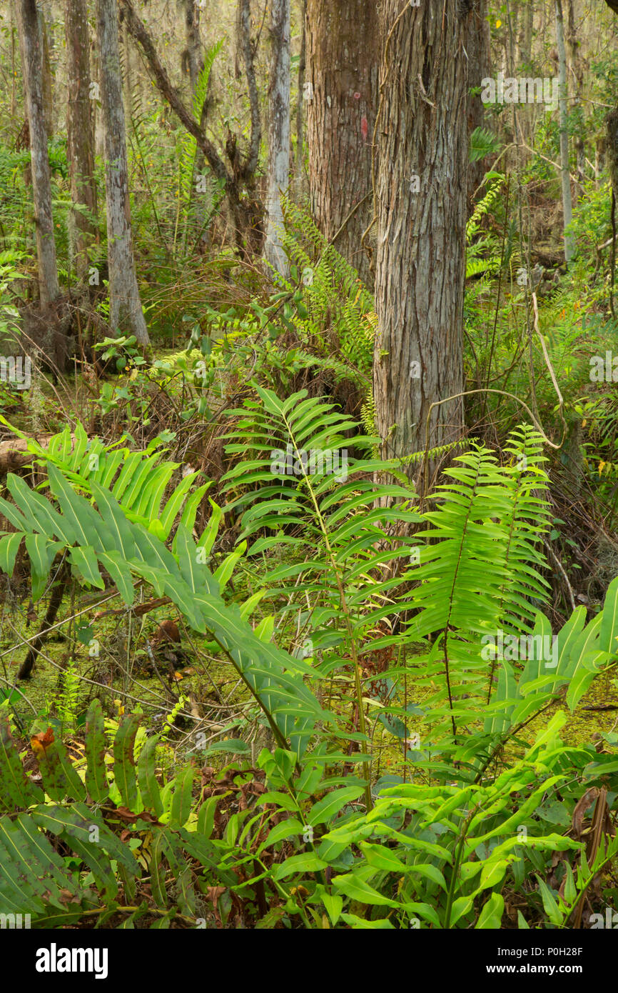 Foresta di felci lungo la passerella di cipressi, Arthur R. Loxahatchee National Wildlife Refuge, Florida Foto Stock