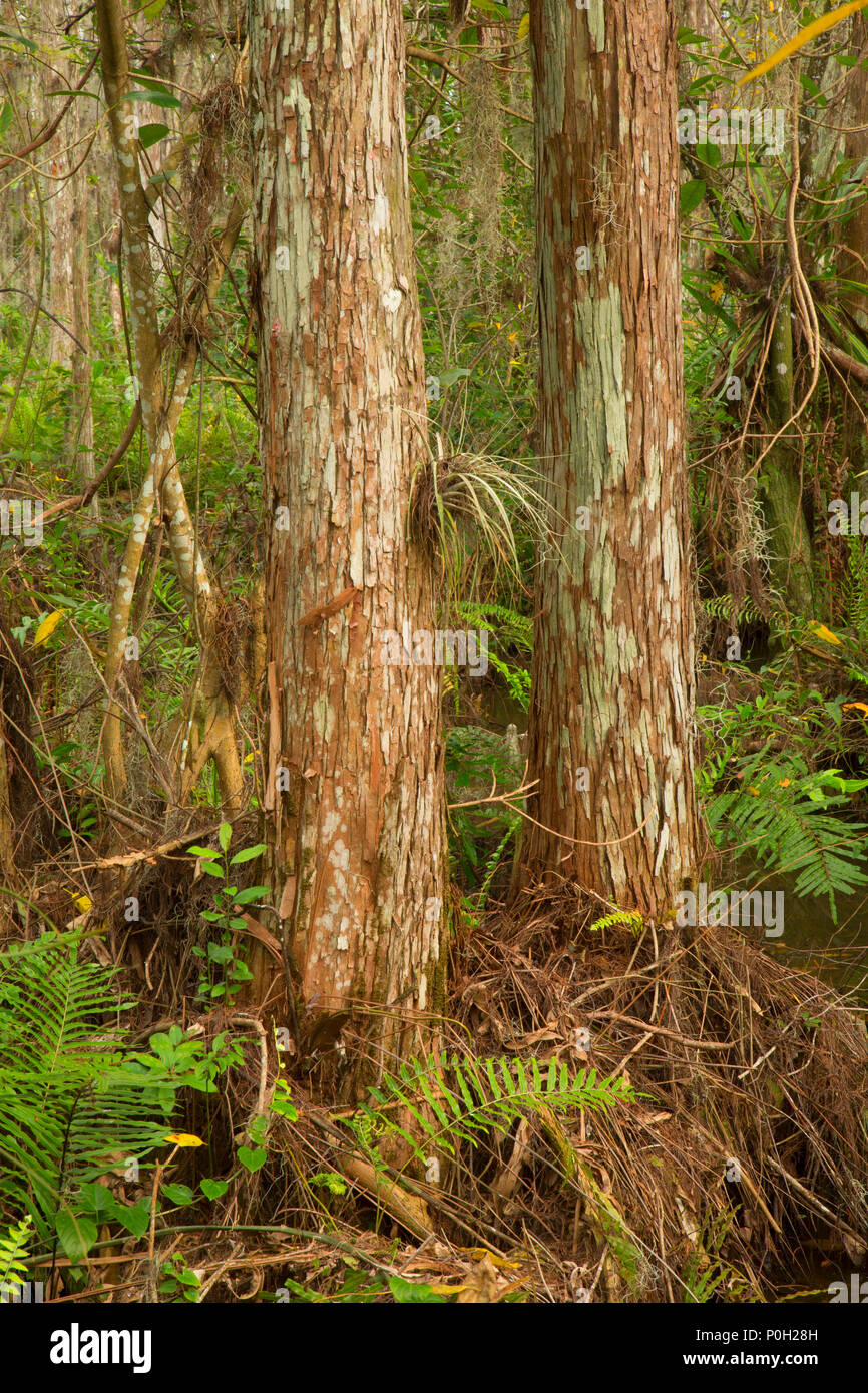 Foresta di felci lungo la passerella di cipressi, Arthur R. Loxahatchee National Wildlife Refuge, Florida Foto Stock