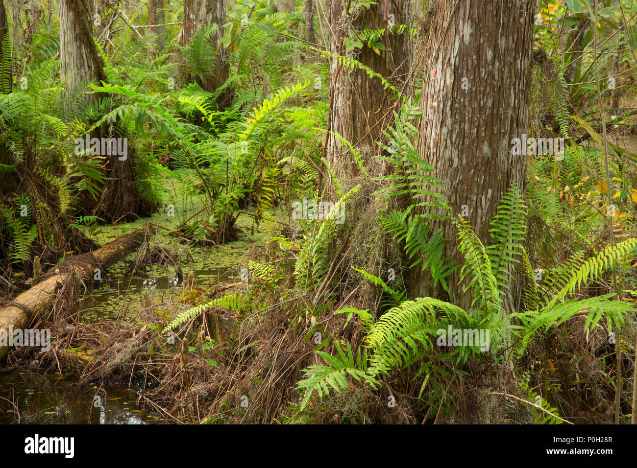 Foresta di felci lungo la passerella di cipressi, Arthur R. Loxahatchee National Wildlife Refuge, Florida Foto Stock