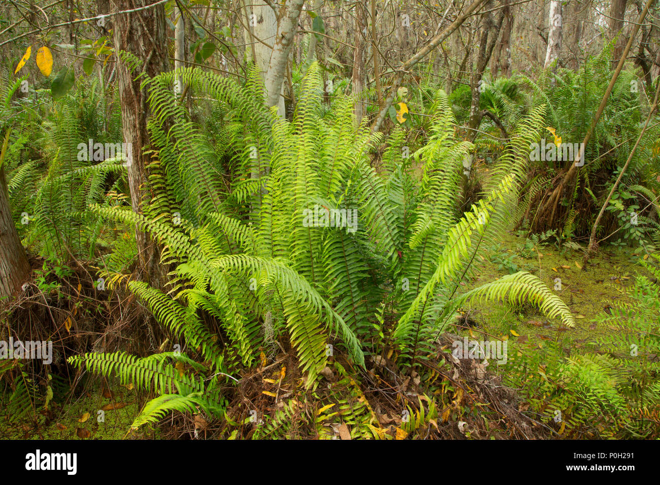 Foresta di felci lungo la passerella di cipressi, Arthur R. Loxahatchee National Wildlife Refuge, Florida Foto Stock