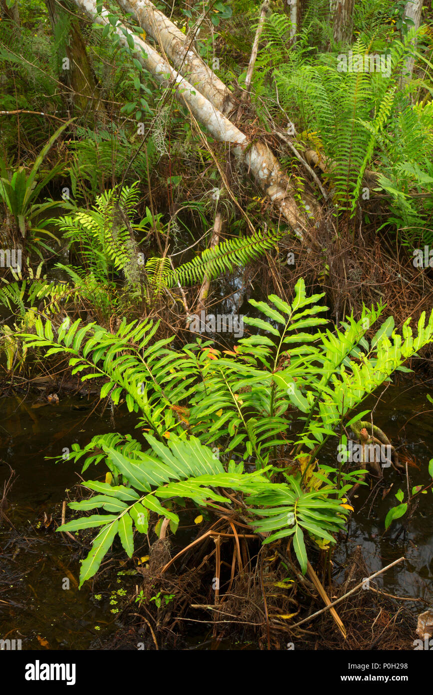 Foresta di felci lungo la passerella di cipressi, Arthur R. Loxahatchee National Wildlife Refuge, Florida Foto Stock