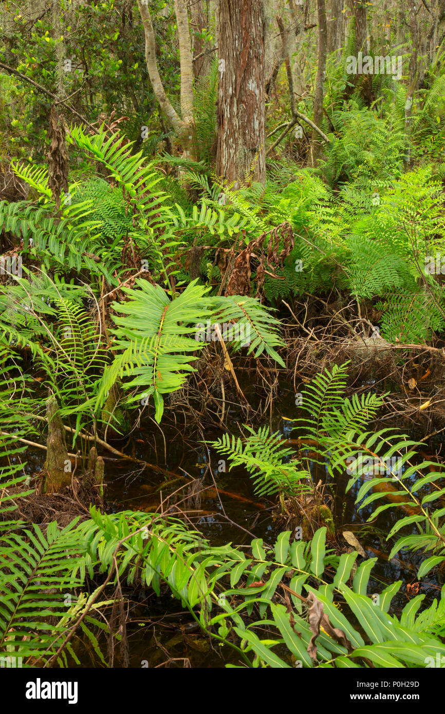 Foresta di felci lungo la passerella di cipressi, Arthur R. Loxahatchee National Wildlife Refuge, Florida Foto Stock