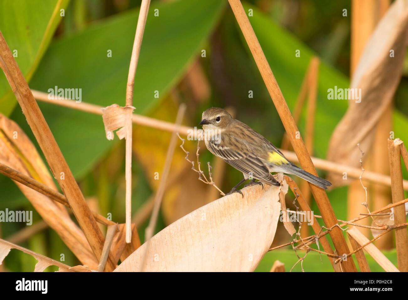 Trillo, acque tranquille Santuario, Wellington, Florida Foto Stock