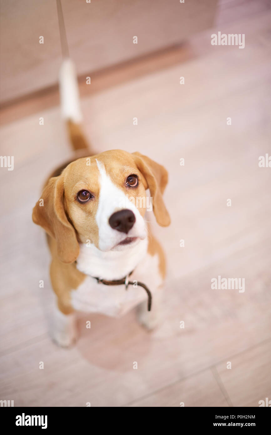 Close-up ritratto di cane beagle cercando nella fotocamera sopra vista superiore Foto Stock