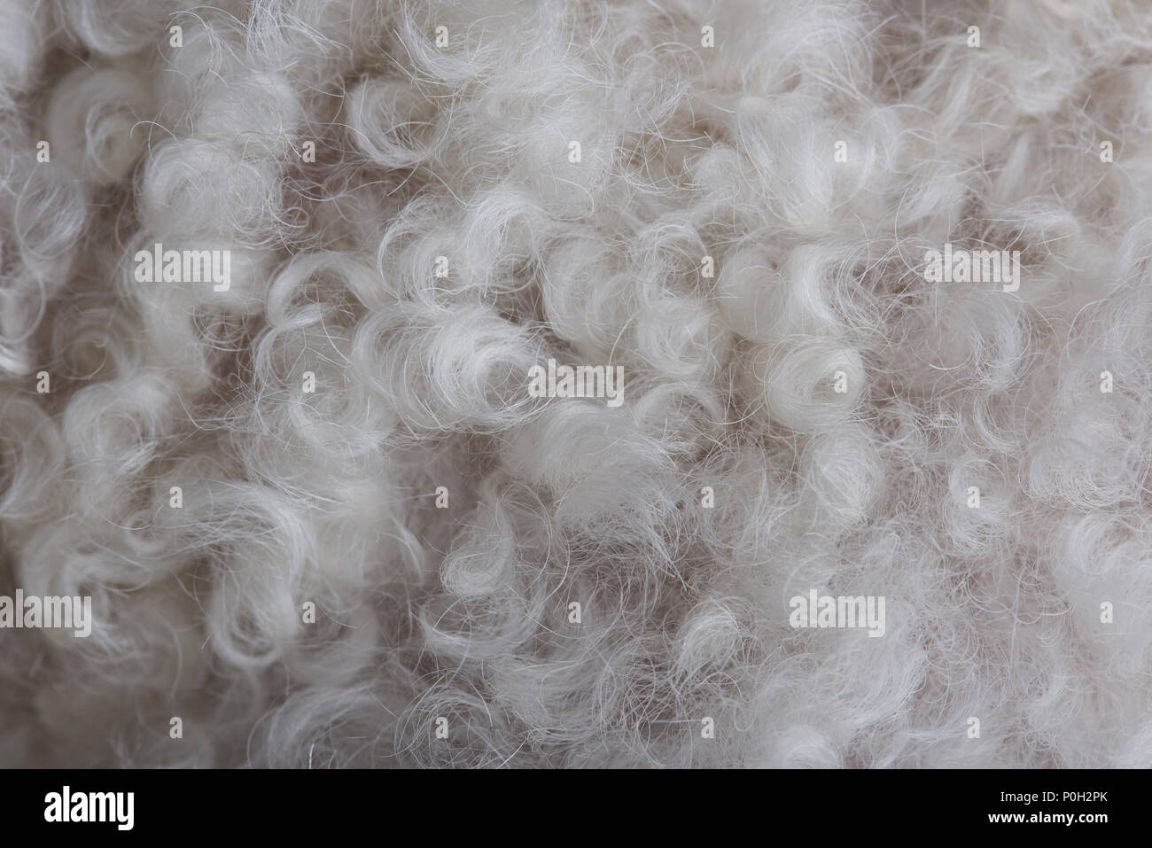 Primo piano della lana bianca patern. Curly cane pelliccia bianca Foto Stock